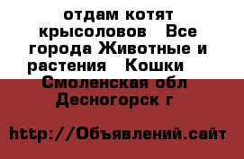 отдам котят крысоловов - Все города Животные и растения » Кошки   . Смоленская обл.,Десногорск г.